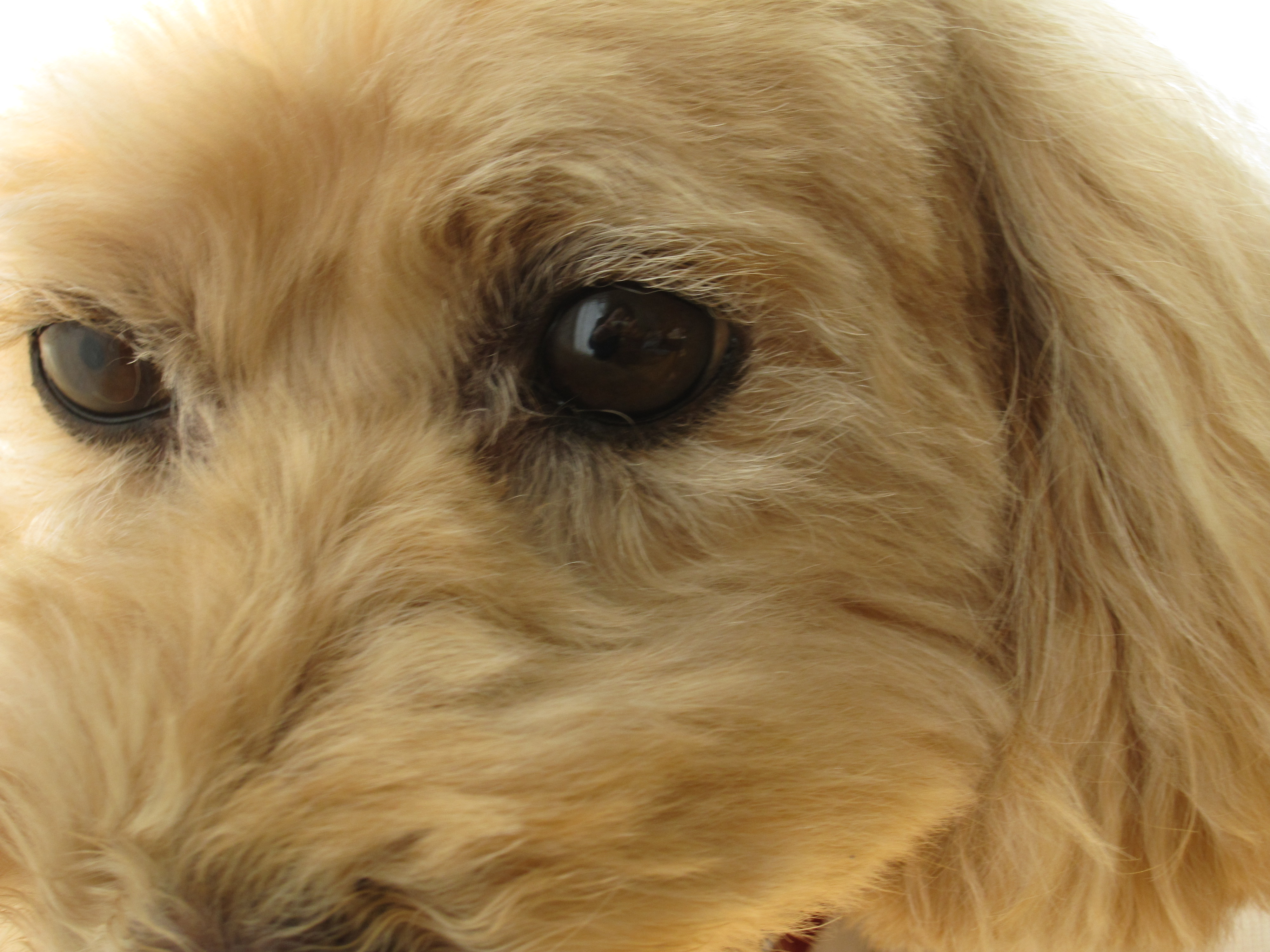 犬の固まった目やにの取り方 動物病院では生理食塩水を使う 87犬いぬブログ