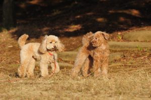 「アカナ」小型犬、スモールブリードとシニアドッグの評価・口コミ
