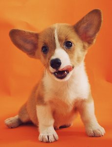 犬の食糞をやめさせる方法