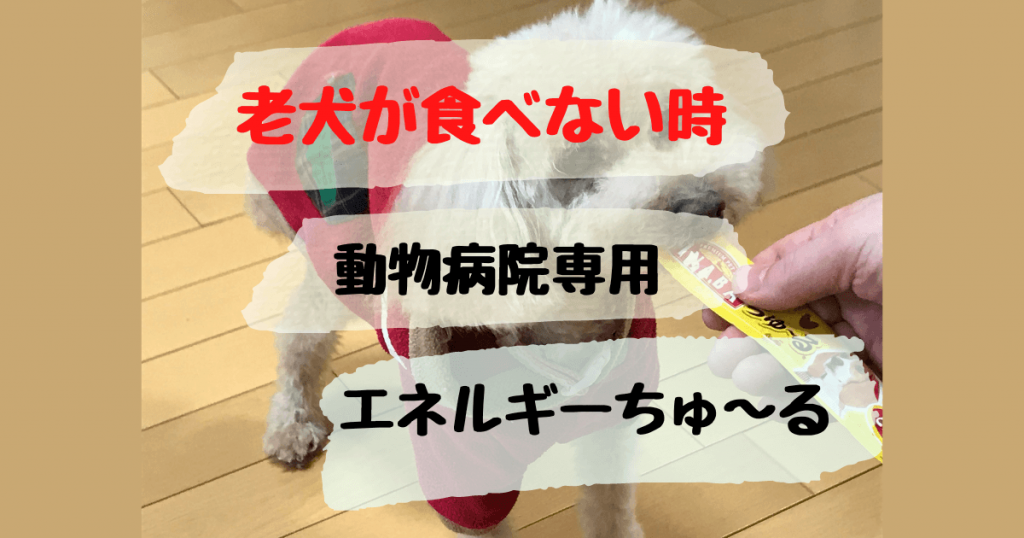 犬の7ヶ月頃は【反抗期】吠える、食べない、問題行動の理由としつけ 87いぬ倶楽部 犬の7ヶ月頃は【反抗期】吠える、食べない、問題行動の理由としつけ 87いぬ倶楽部