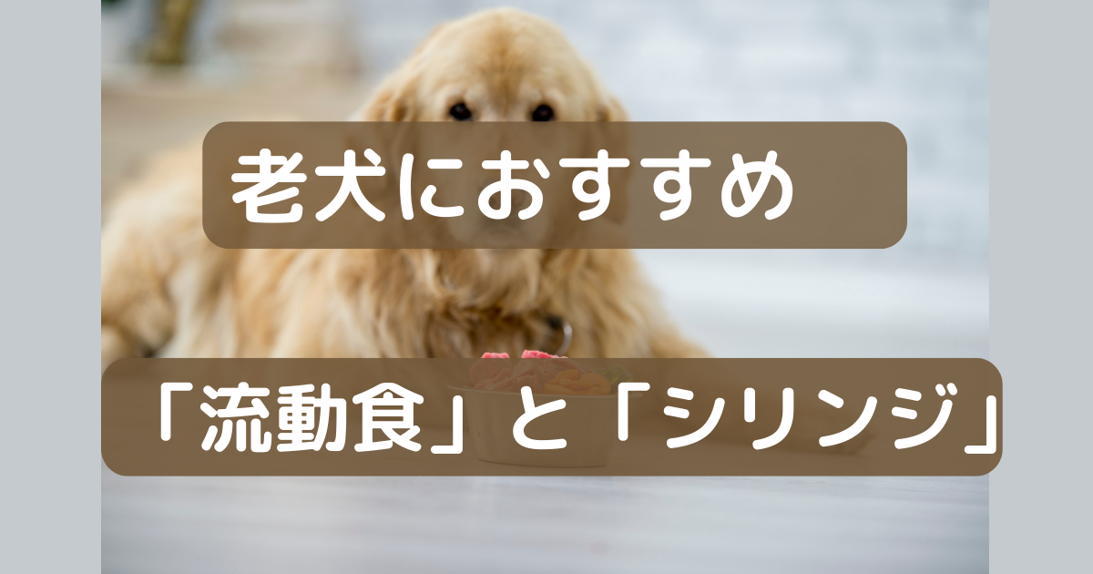 犬の7ヶ月頃は【反抗期】吠える、食べない、問題行動の理由としつけ 87いぬ倶楽部 犬の7ヶ月頃は【反抗期】吠える、食べない、問題行動の理由としつけ 87いぬ倶楽部