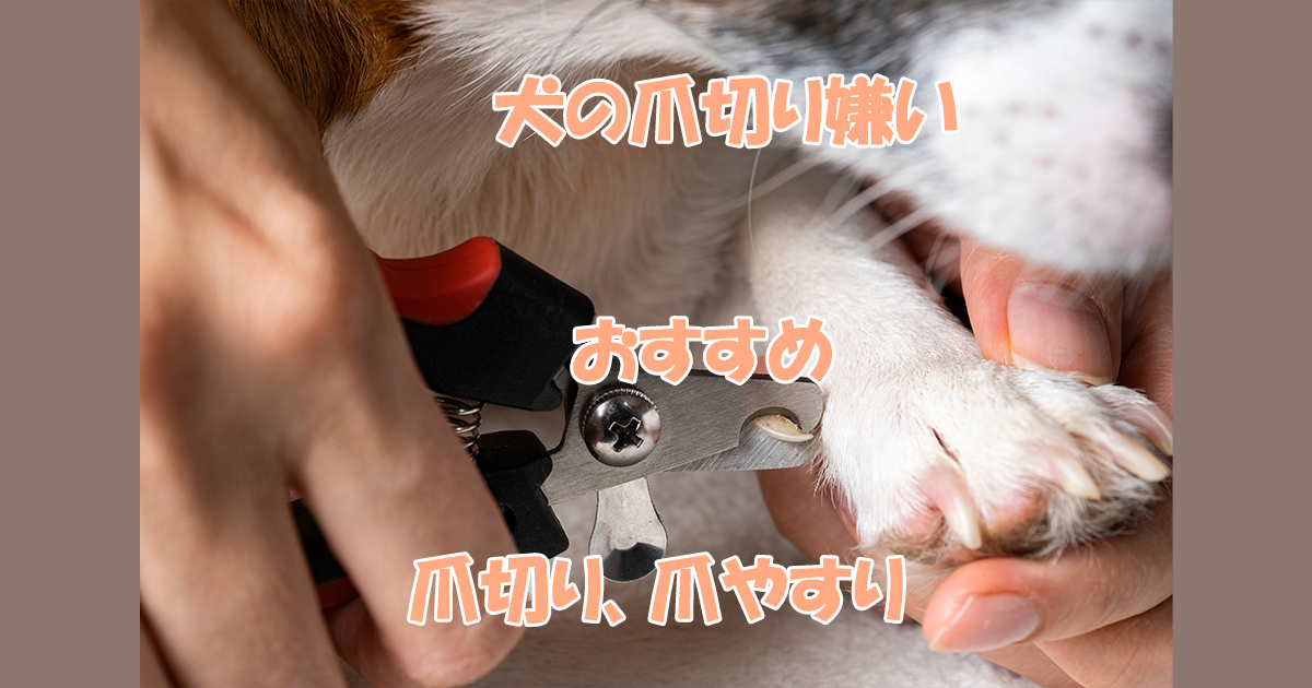 犬の爪切り