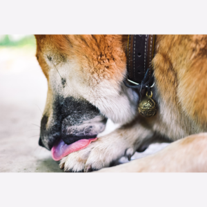犬爪なめる