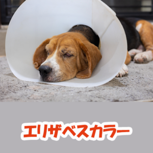 エリザベスカラー