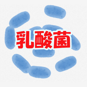 乳酸菌